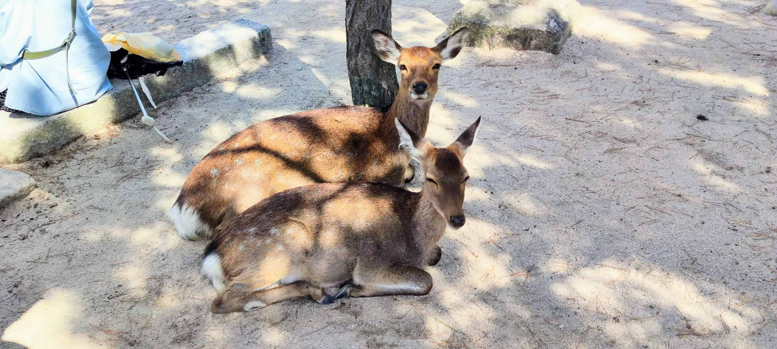 Deer Miyajima