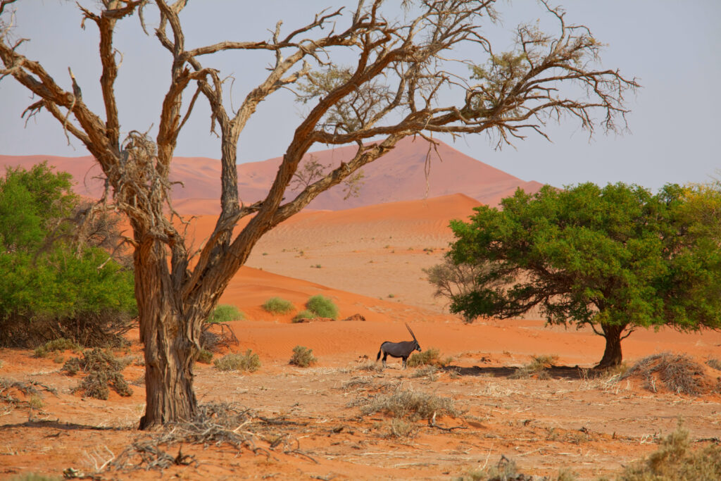 African Safari