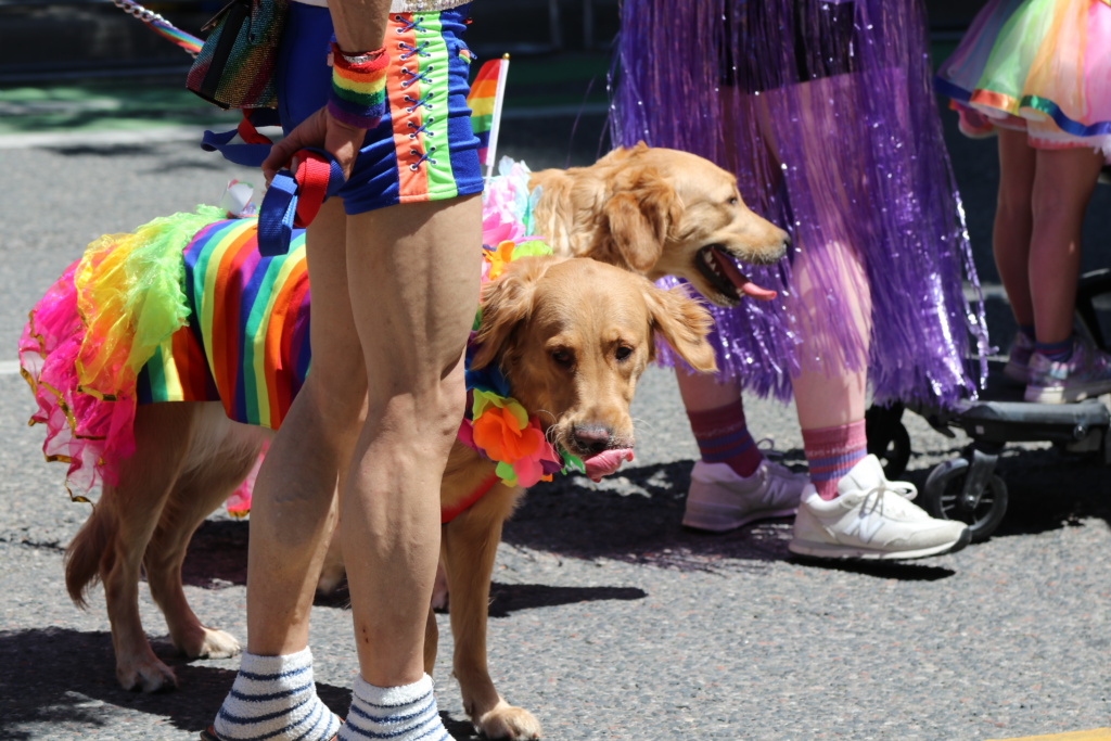 2 dogs in pride rainbow wear at the 2025 toronto pride parade